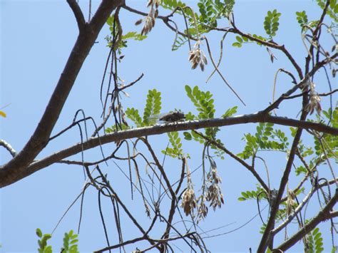 locust traduction